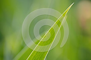 Closeup nature view of insolated juicy green long narrow  lonely leaf diagonally