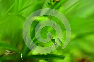 Closeup nature view leaf on blurred greenery background in garden with copy space for text using as background natural green