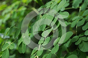 Closeup nature view of moringa leaf