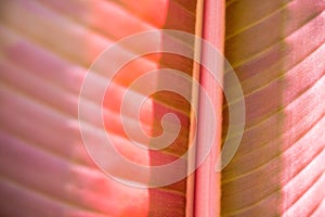 Closeup nature view of purple leaf on sunlight