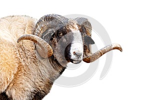 Navajo Churro Sheep Closeup photo