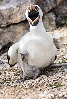 Closeup of Nazca booby parent and newborn baby bird seated on ground on Genovesa Island in the Galapagos