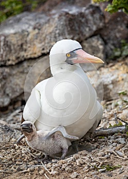 Closeup of Nazca booby parent with open beak and baby seated on ground