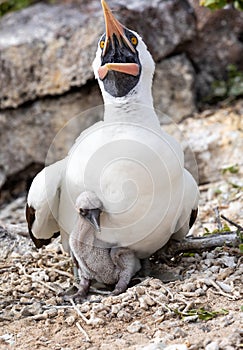 Closeup of Nazca booby parent with open beak and newborn baby bird seated on ground