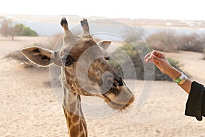 Closeup of the neck of an Angolan giraffe on a sandy desert