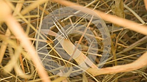 Closeup of a needle in haystack. Macro photography.