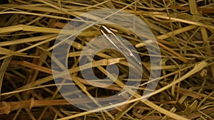 Closeup of a needle in haystack. Macro photography.