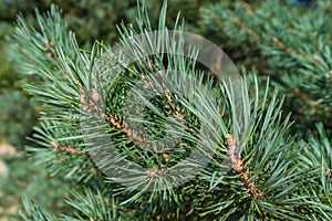 Closeup of needles of a Scots Pine photo