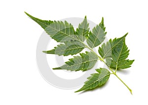 Closeup of Neem leaf in isolated white background