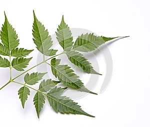 Closeup of Neem leaf in isolated white background