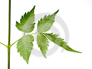 Closeup of Neem leaf in isolated white background