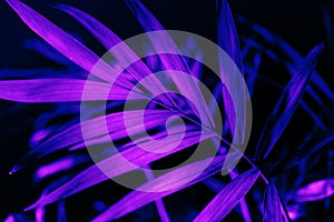 Closeup of neon light palm leaf on dark background. Purple exotic jungle foliage layout. Nightlife vibrant floral texture