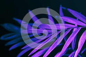 Closeup of neon light palm leaf on dark background. Purple exotic jungle foliage layout. Nightlife vibrant floral texture