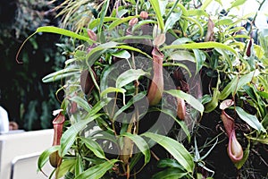 Closeup of a Nepenthes alata pitcher plant with bright green leaves in a garden in Singapore