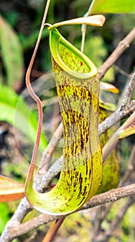 Closeup of Nepenthes in the wild. Carnivorous plant.