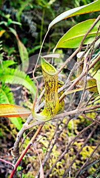 Closeup of Nepenthes in the wild. Carnivorous plant.