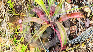 Closeup of Nepenthes in the wild. Carnivorous plant.