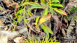 Closeup of Nepenthes in the wild. Carnivorous plant.