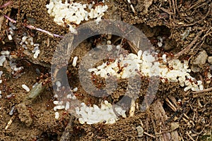 Closeup on a nest of ants, Formicidae, moving their uncovered white colored eggs