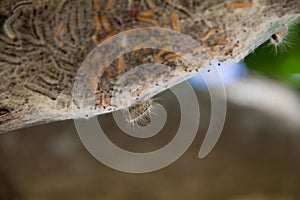 Closeup from a nest of the oak caterpillar