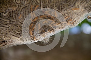 Closeup from a nest of the oak caterpillar see hairs from insect