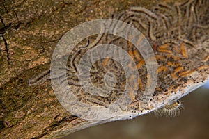 Closeup from a nest of the oak caterpillar on a tree