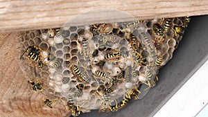 Closeup of a Nest of Vibran Yellow and Baclk Stripes Waspos, Polistes gallicus.