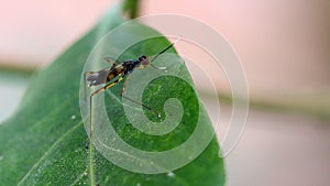 Closeup of Neuroptera of net-winged insect on green leaf