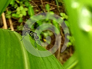 Closeup of Neuroptera web-winged insect on green leaves in garden