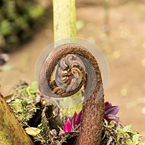 Closeup of a new fern leaf