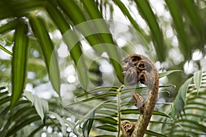 Closeup of a new fern leaf