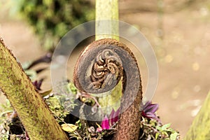 Closeup of a new fern leaf