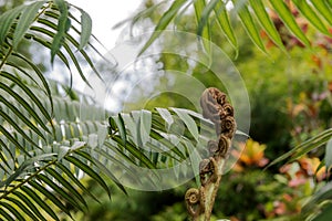 Closeup of a new fern leaf