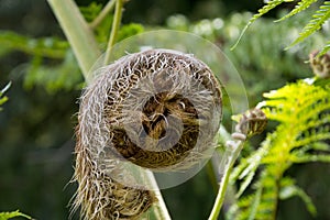 Closeup of a new fern leaf curl