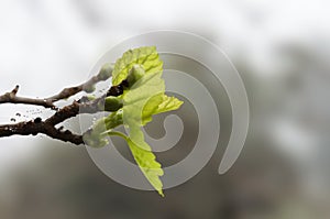 Closeup of new green leaves bud in spring