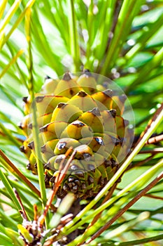 Closeup of a new growing green pine cone hanging on a branch of a coniferous tree surrounded by coniferous needles