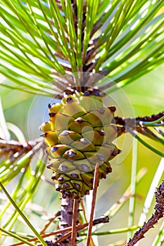 Closeup of a new growing green pine cone hanging on a branch of a coniferous tree surrounded by coniferous needles