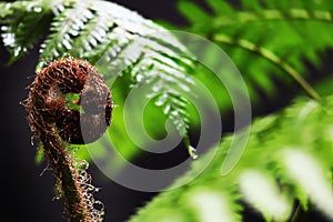 Closeup on New leaf of Australian tree fern in the forest.