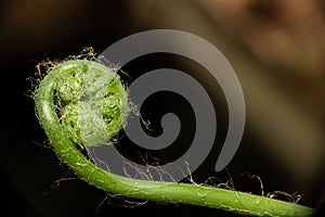 Closeup of a new leaf uncurling of Fern Spiral