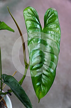 Closeup of a new shiny leaf of Philodendron Felix