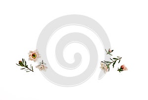 Closeup of New Zealand manuka teatree white flowers and buds