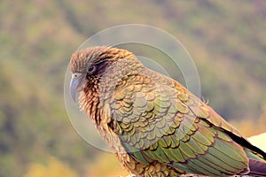 Closeup of New Zealand\'s Kea Parrot