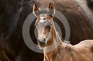 Closeup of a newborn foal with mare.