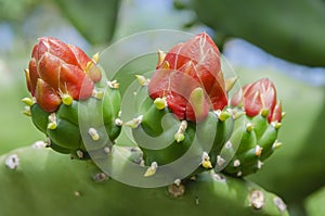 Closeup Of Newly Flowering Tunas