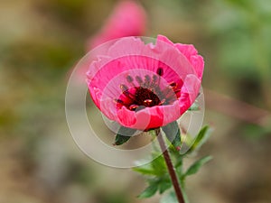 Pink Potentilla nepalensis Miss Willmott flower just opening photo