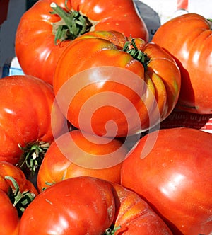 Closeup with nice big delicious tomatoes