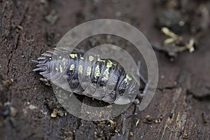 Closeup on a nice colored Common shiny woodlouse, Oniscus asellus sitting on wood