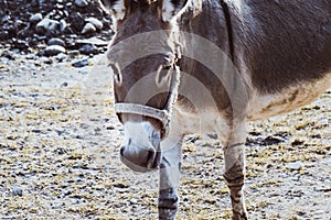 Closeup  of nice donkey in a meadow
