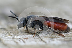 Closeup of nice red colored cleptoparasite bloodbee , Sphecodes