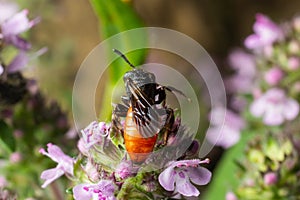 Closeup of nice red colored cleptoparasite bloodbee , Sphecodes albilabris